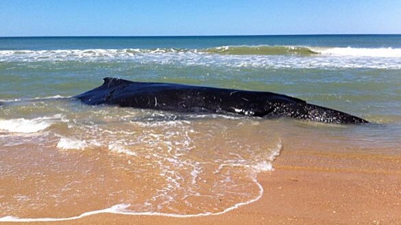 A young humpback whale lies beached on McGaurans Beach