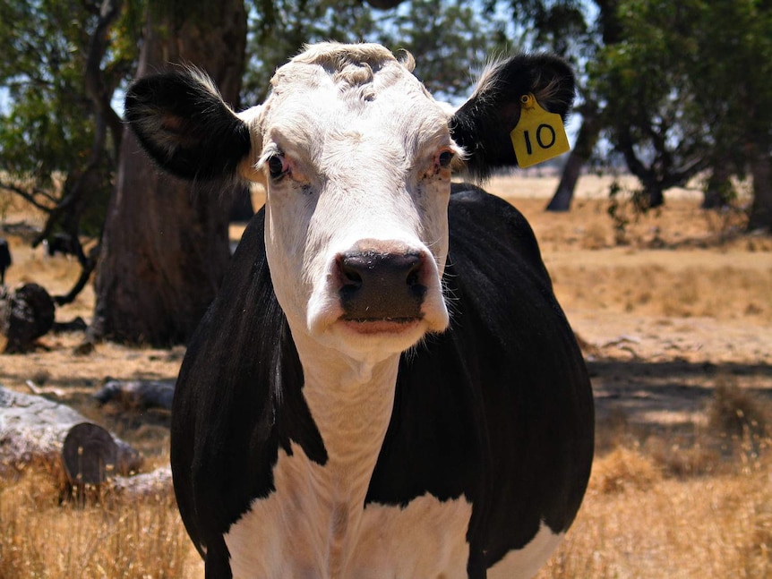 Cattle industry facing long-term problems