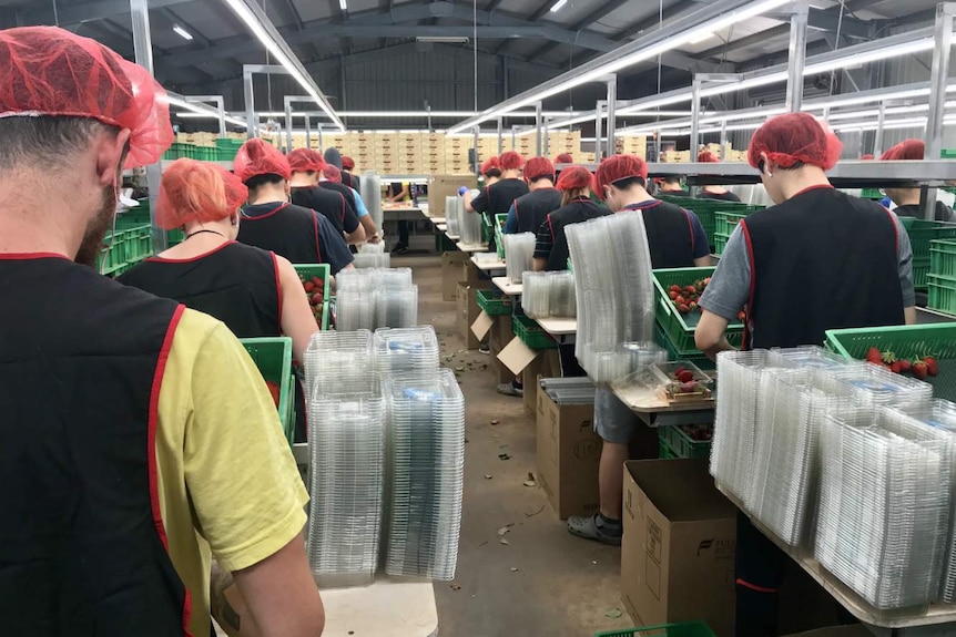 Strawberry packers work at the SSS Strawberries farm in Bundaberg.