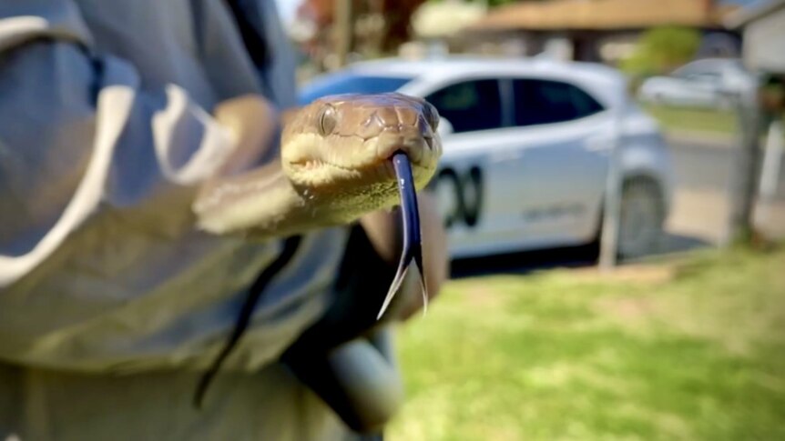 snake smiling at camera with tongue extended