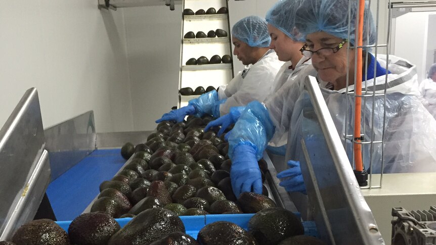 Workers packing avocados.