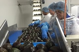 Workers packing avocados.