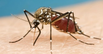 A mosquito sucks blood from someone's forearm