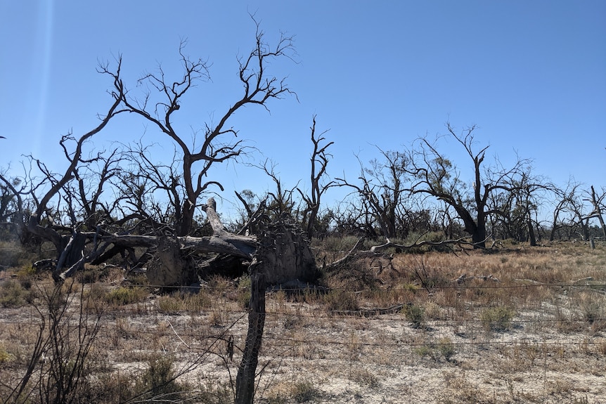 Dead river red gum and box trees at Gerard
