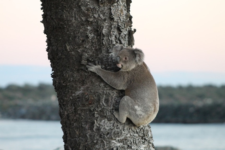 A koala hanging on to the trunk of a pine tree, with a river in the background.