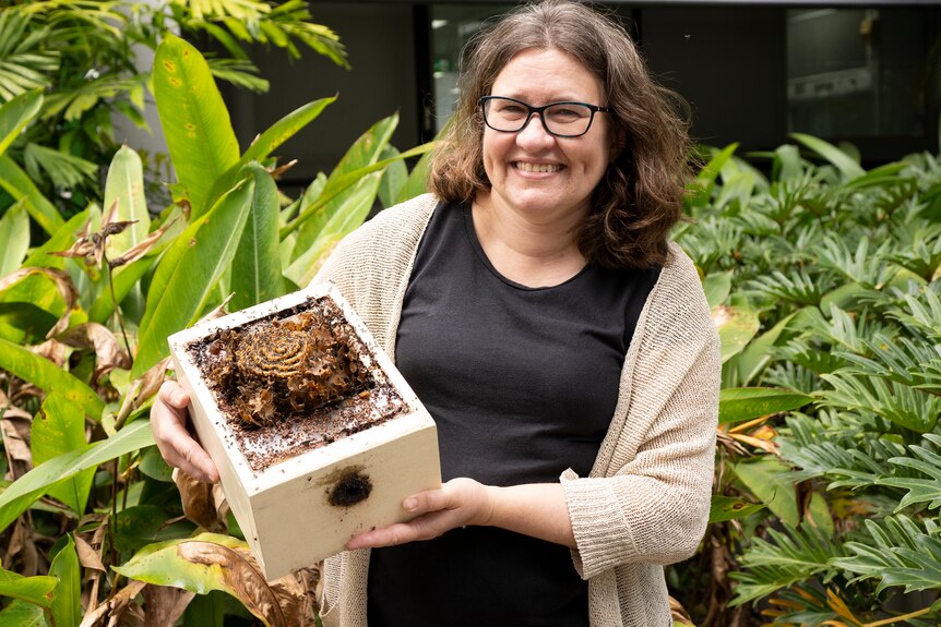 A mid shot of a woman holding a timber box which has a native bee hive in it