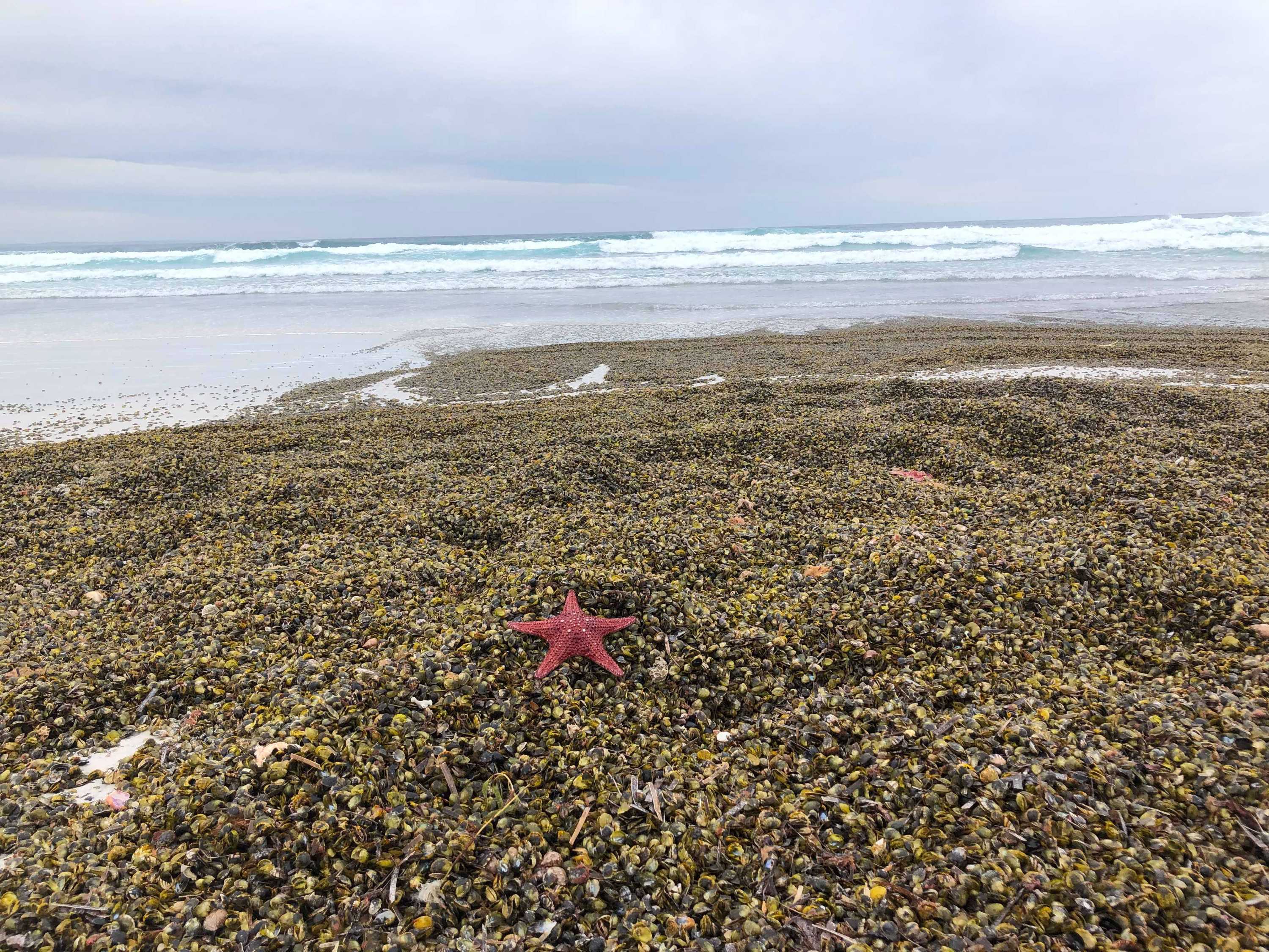 Mass shellfish dieoff remains unknown, as millions of mussels wash up