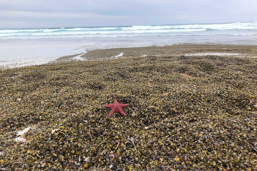 Thousands of tiny green mussels and a red starfish washed ashore on a beach