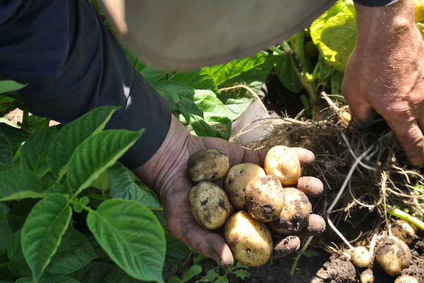 A hand holding potatoes in the paddock.
