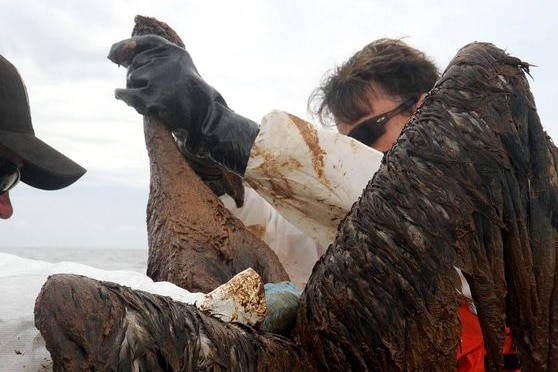 An environmental contaminants coordinator rescues a brown pelican