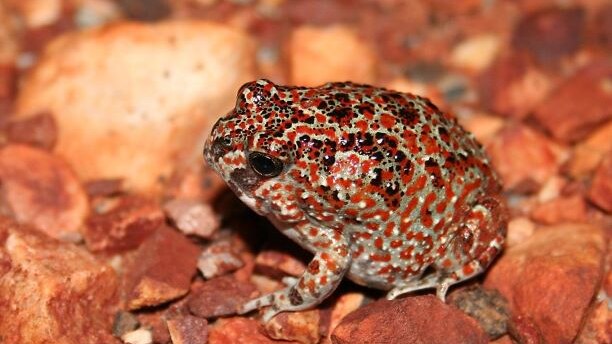 A plump frog, looking bejewelled in its red mottled coat.