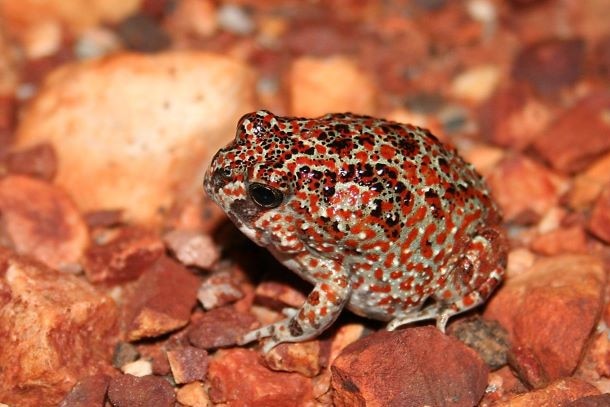 A plump frog, looking bejewelled in its red mottled coat.