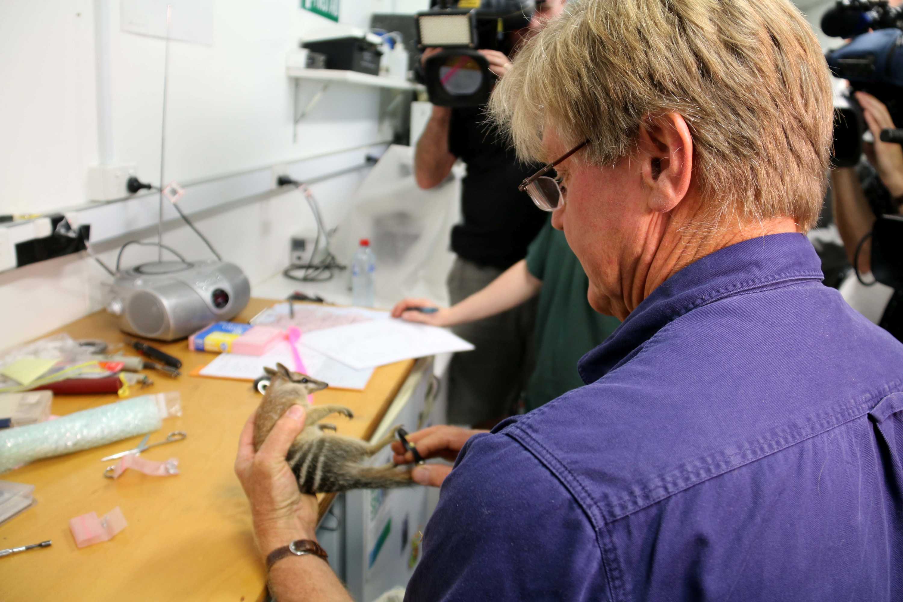 Dr Tony Friend attaches a radio collar to a numbat in his laboratory.