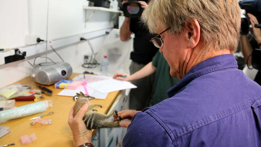 Dr Tony Friend attaches a radio collar to a numbat in his laboratory.