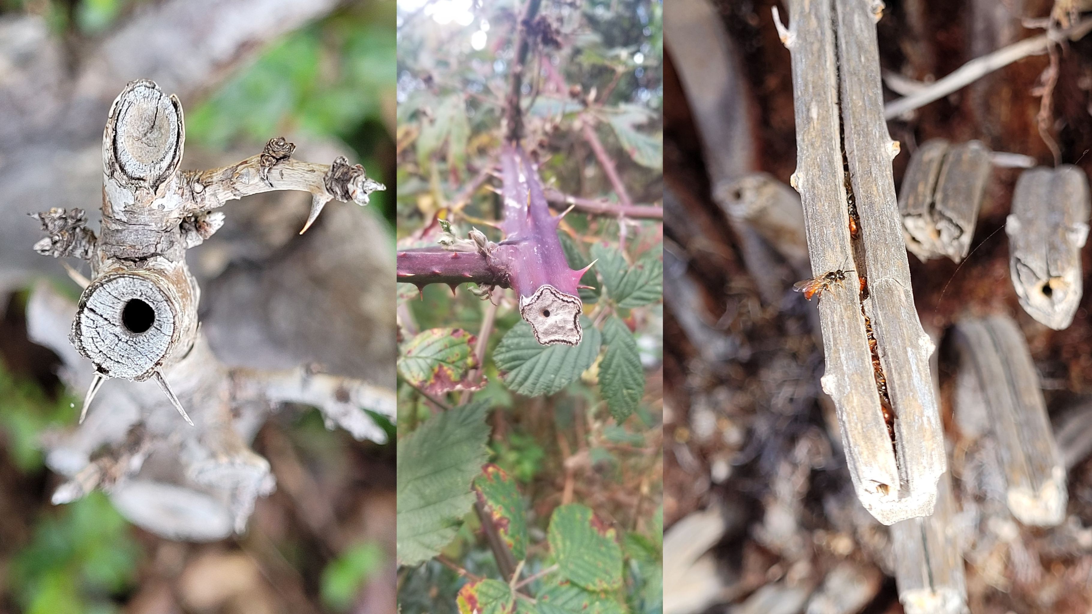 The photos side by side showing tunnels in blackberry stems, tiny red rumped insects visable in one photo