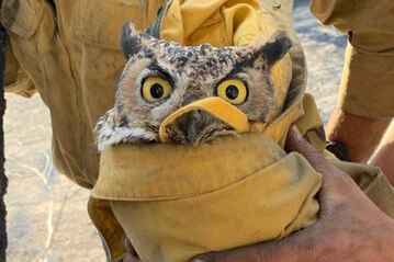 An owl wrapped in a jacket.