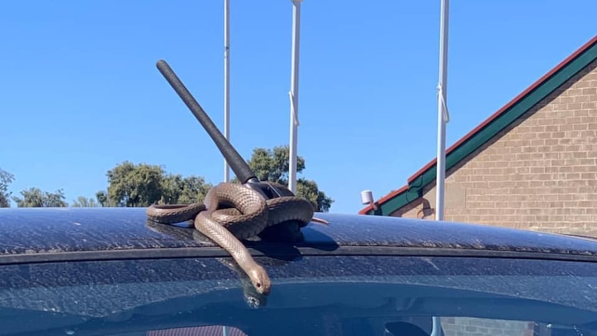 A brown snake wrapped around the aerial of a car.