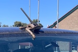 A brown snake wrapped around the aerial of a car.