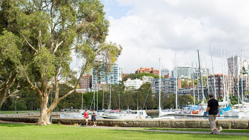 A park next to the water with people walking their dogs.