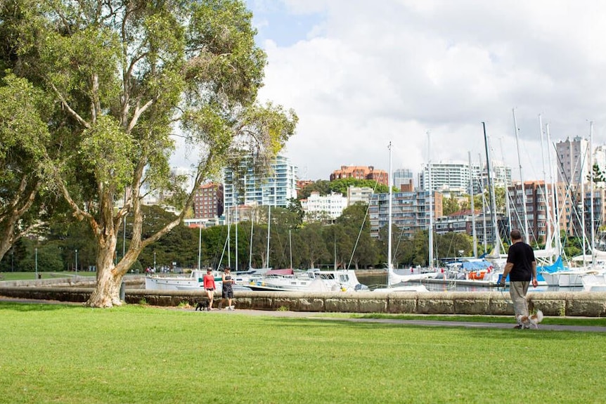 A park next to the water with people walking their dogs.