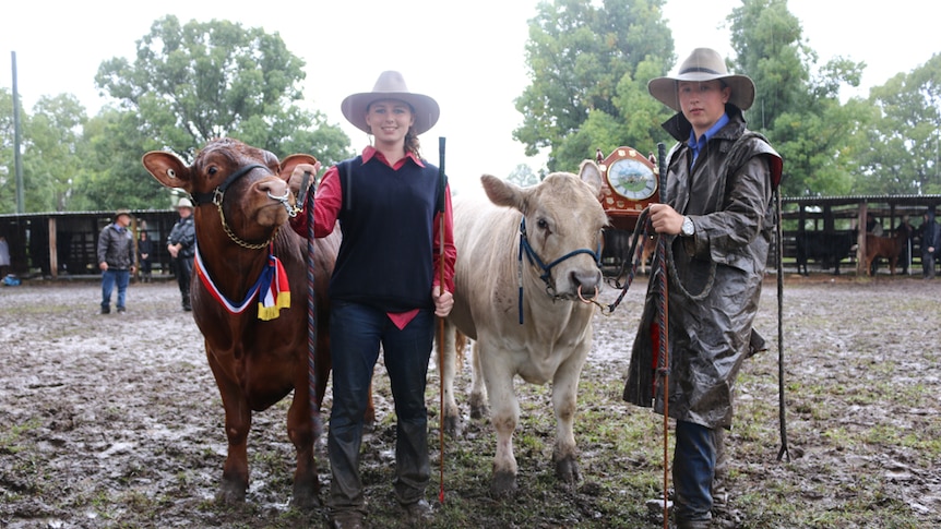 Wingham High School students pose with Champion steers at Camden Haven Show.