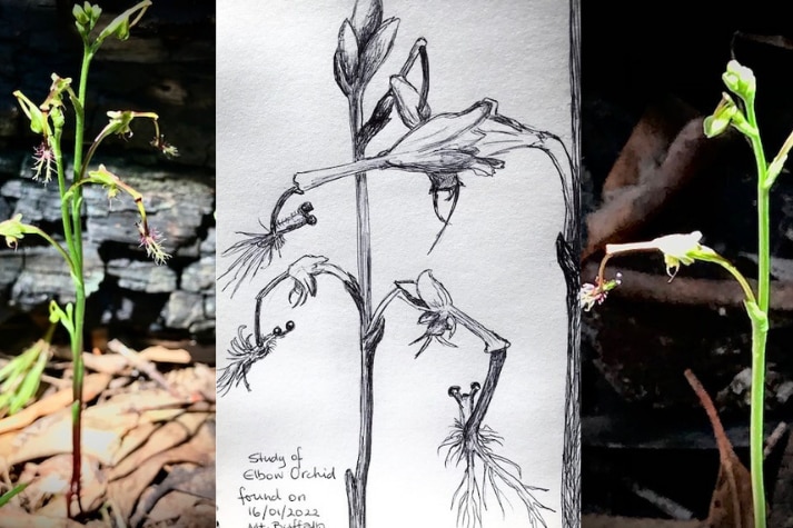 Two photos of a thin green orchid with flowers, and a black and white sketch in between the two.