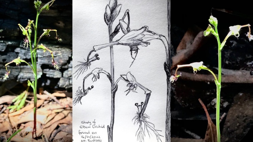 Two photos of a thin green orchid with flowers, and a black and white sketch in between the two.