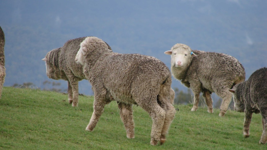 Sheep under attack from domestic dogs