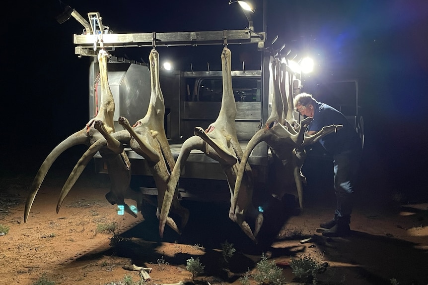 Photo of roos on a truck.