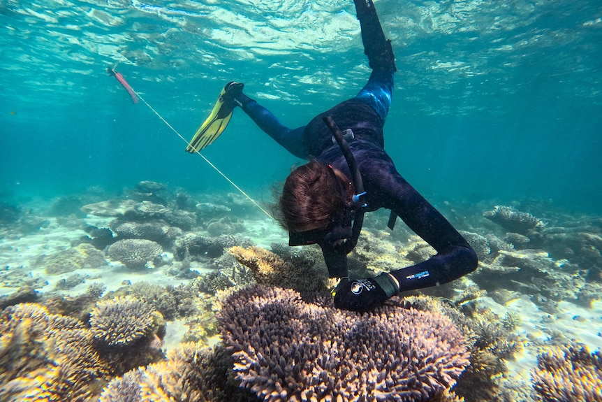 A snorkler wearing a black wet suit and flippers extracts a coral sample from a purple piece of coral.