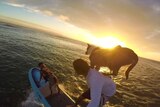Chris De Aboitiz paddle surfing with his dogs