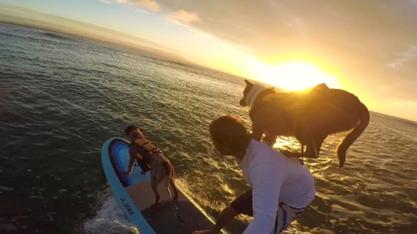 Chris De Aboitiz paddle surfing with his dogs