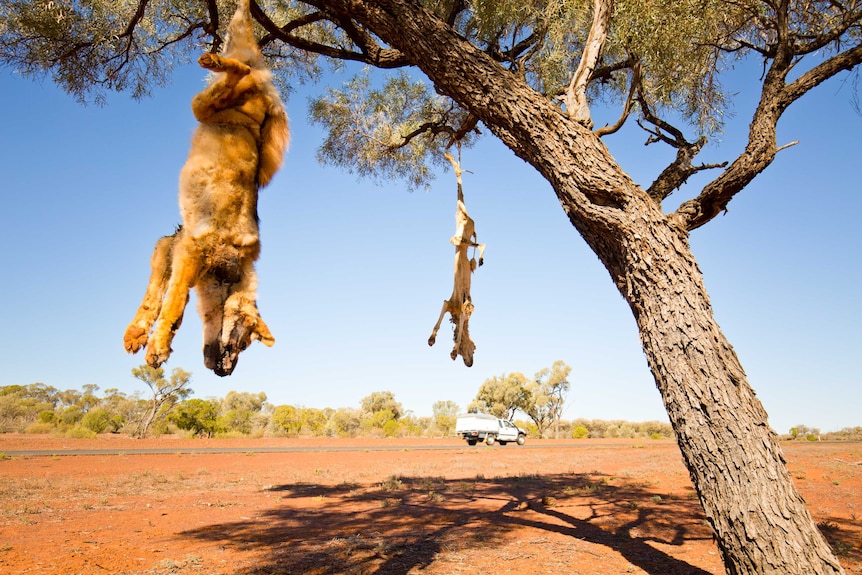 Dingo carcasses hang from a tree