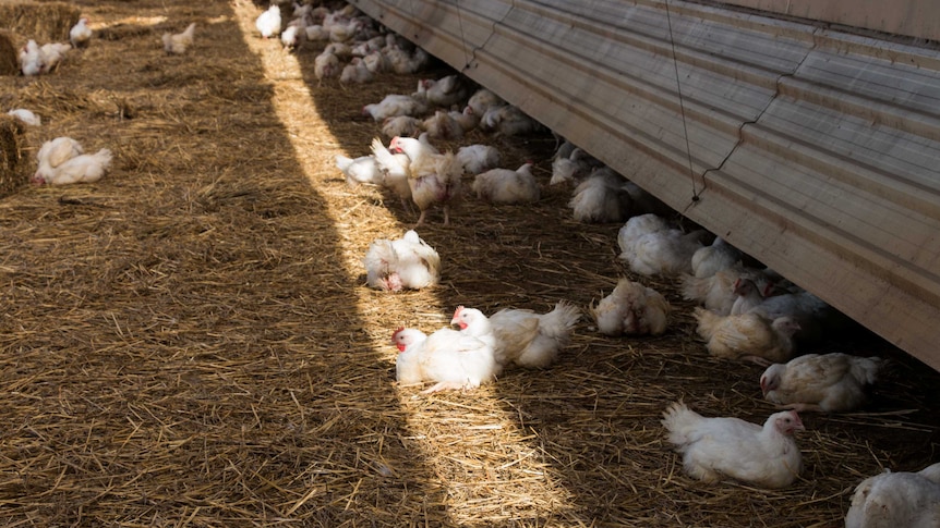 Antibiotic free chickens on a farm in central Victoria