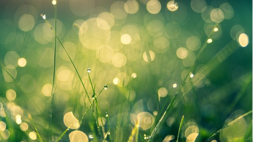 Picture of green grass, with rain drops, dabbled with sunlight 