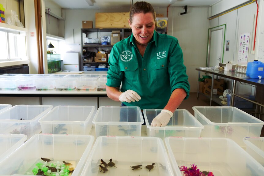 A researcher stands over dozens of tubs with baby Bell's turtles in them.