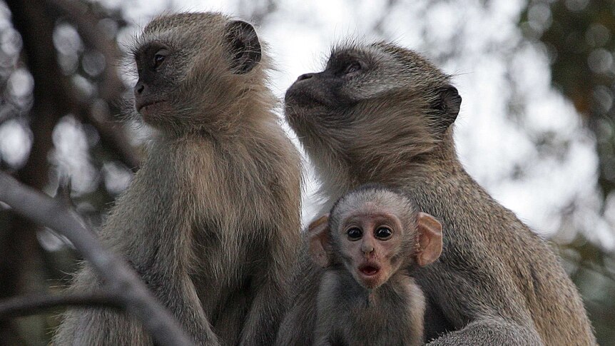 Before the 2013 ban, hunters advertised that most species in Zambia could be hunted, including the Vervet monkey.