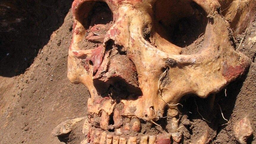 A photo of a Bronze Age human skull painted with red ochre.