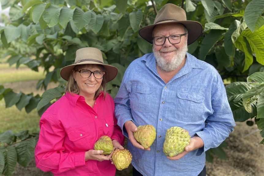 A woan in a pink shirt and a man in a blue shirt hold up two custard apples with a pink blush on their skin.
