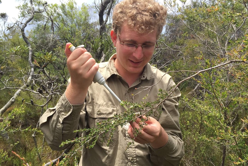 A man uses a pipette to draw samples of nectar from flowers on a wild tree.