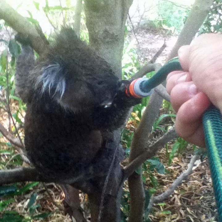 A young koala takes a drink from a hose at Flagstaff Hill.