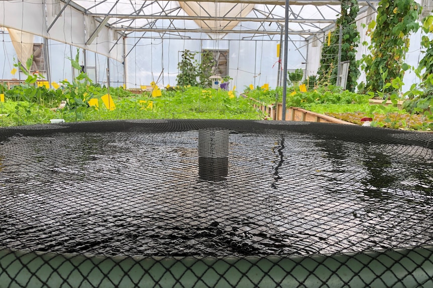 Water tank with green vegetation growing in background.