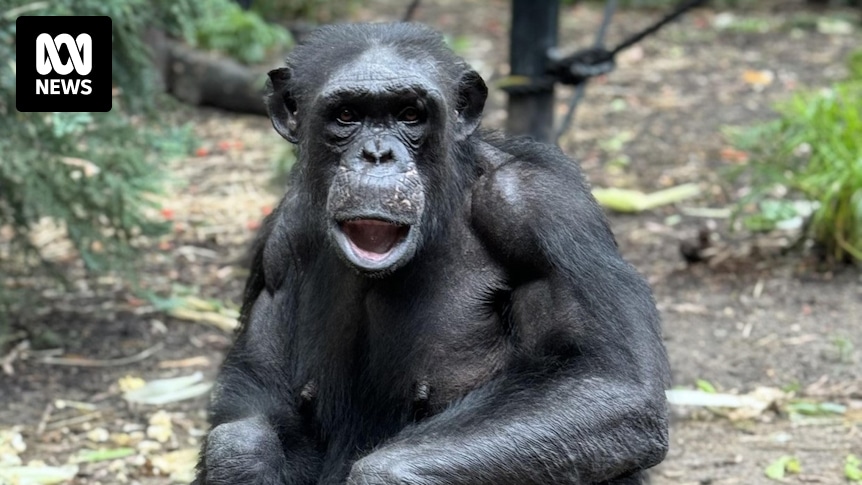 Chimpanzee troop and Rockhampton Zoo staff in mourning after death of  Samantha, aged 40 - ABC News
