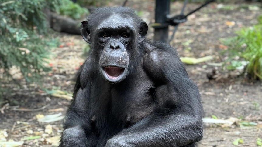 Chimpanzee looks at camera with mouth open