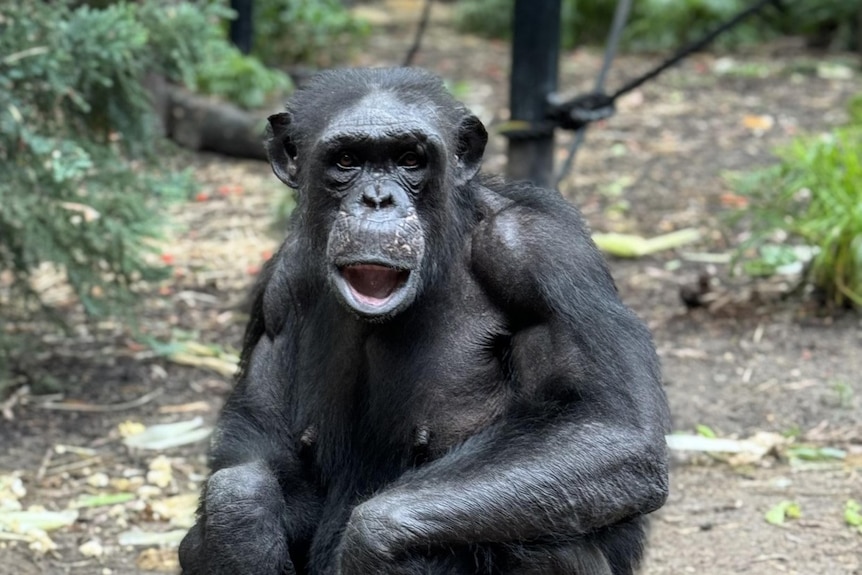 Chimpanzee looks at camera with mouth open