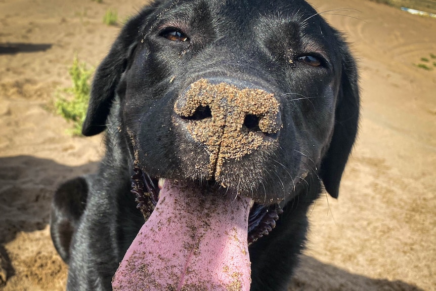 A black labrador with tongue hanging out and sand on nose