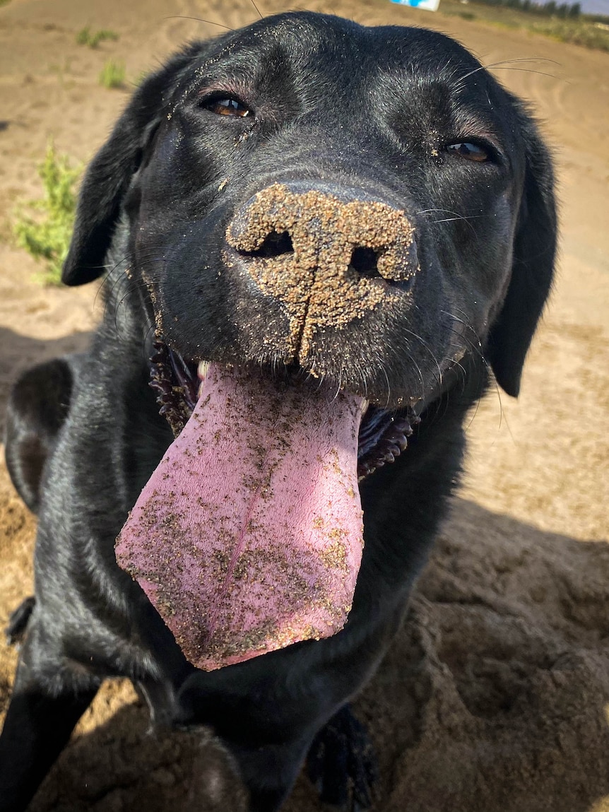 A black labrador with tongue hanging out and sand on nose