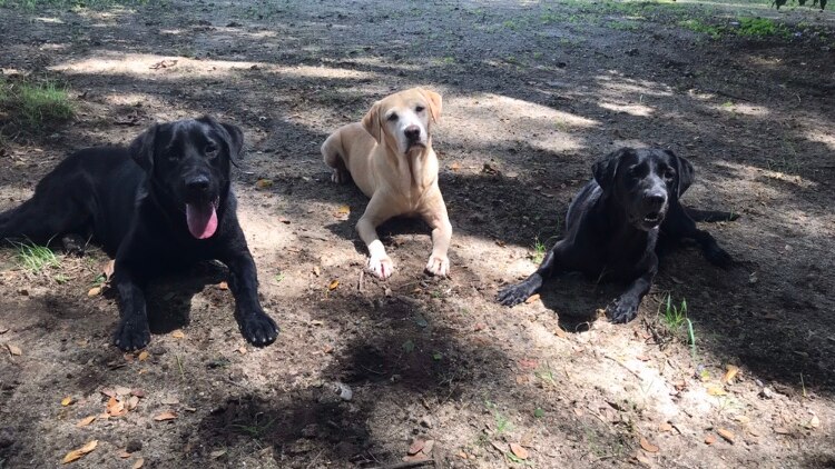 Two black labradors and one golden labrador lie on the ground during electric ant surveillance operations.