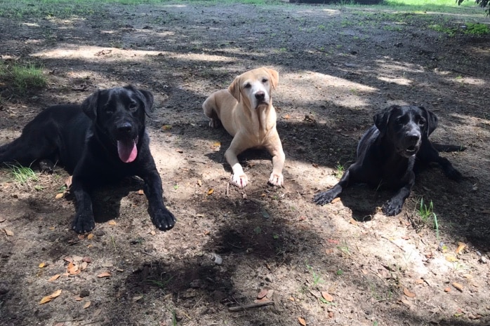 Two black labradors and one golden labrador lie on the ground during electric ant surveillance operations.