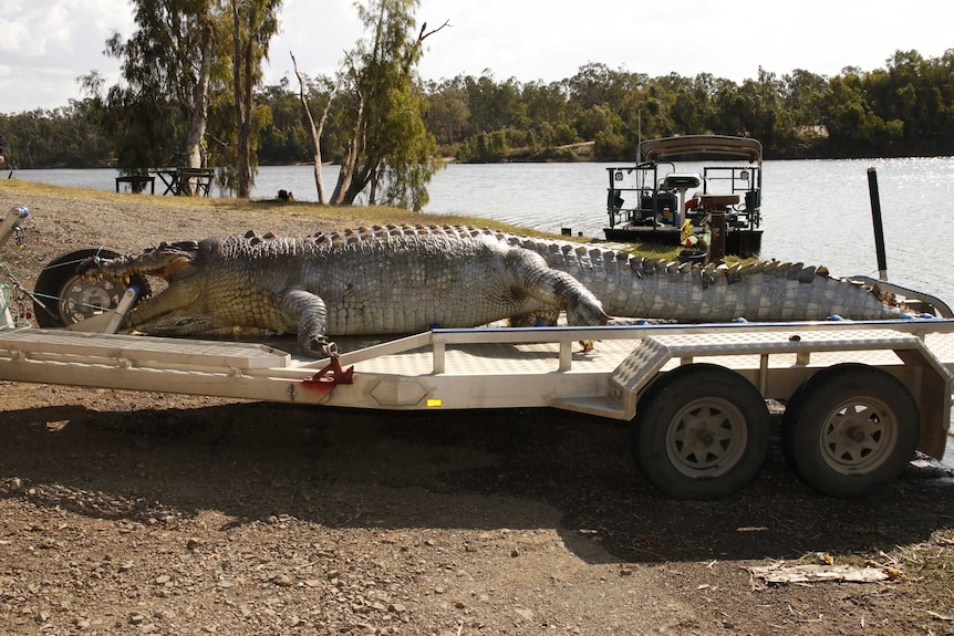 A 5.2 metre crocodile lies dead on a trailer next to a river after being shot near Rockhampton.